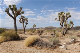 Joshua Tree NP